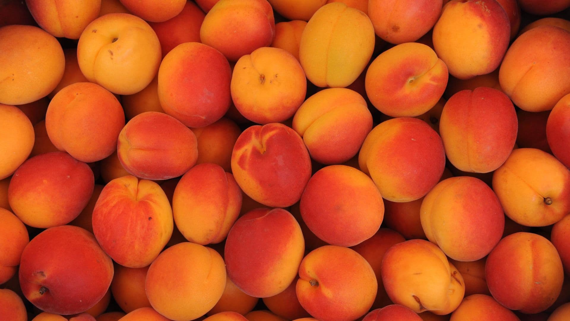 Apricot