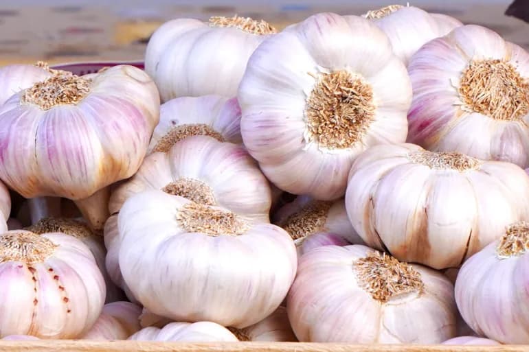 Garlic